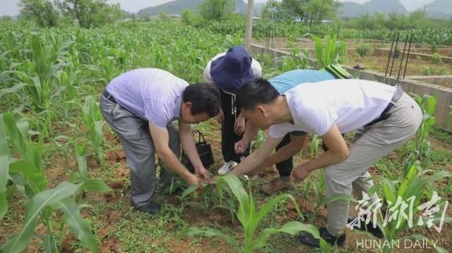 江永松柏最新划分图，揭示地理文化背景之谜